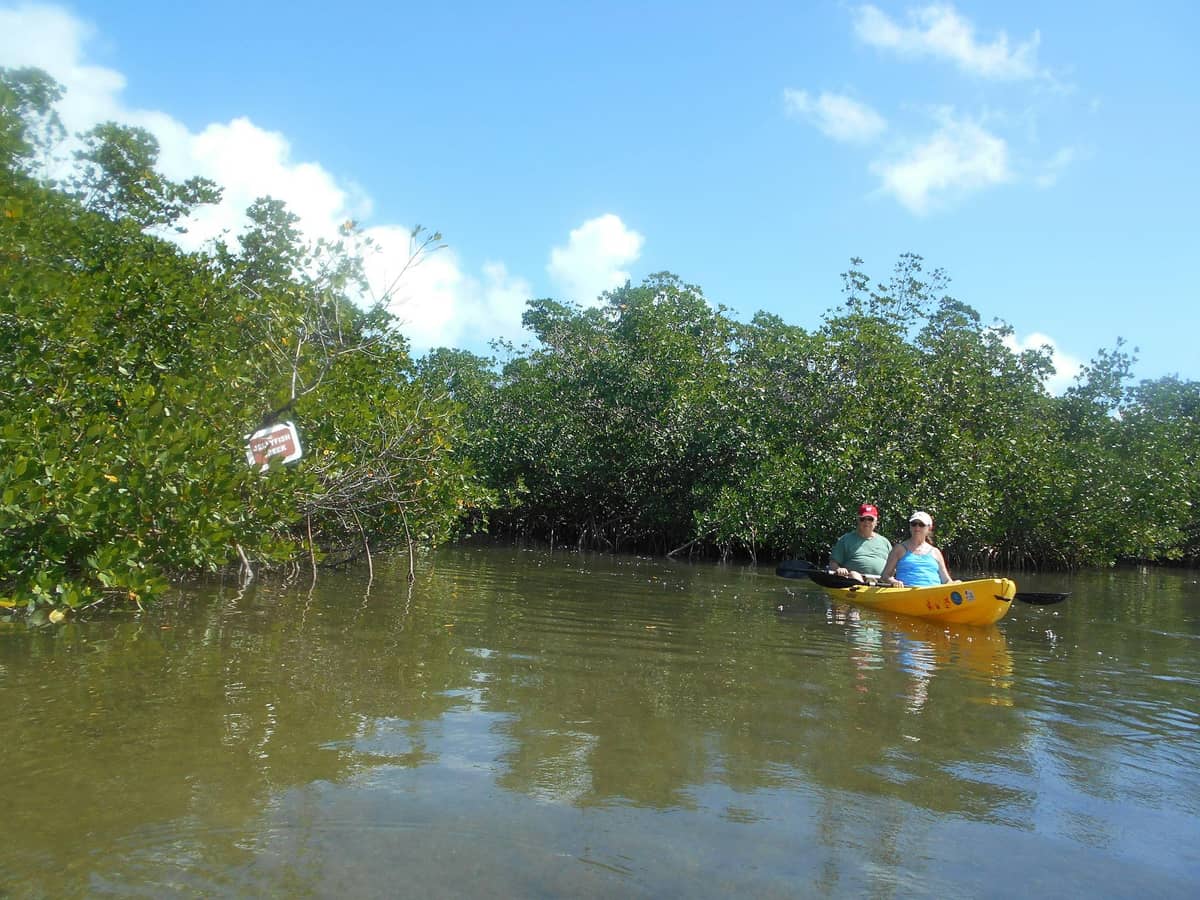 Go Kayaking in the Mangroves